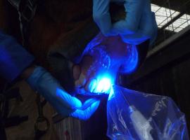 Curing the composite filling material on a patient's central incisor